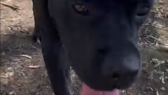 Rolo the Cane Corso 🔥🔥